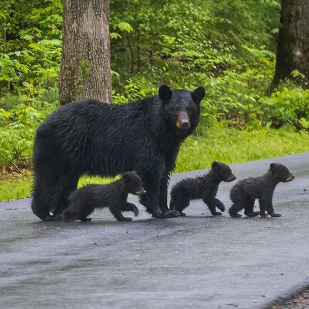 Mountain Lake Lodge, Hot Tub, Theater Room, 1089 Free Tickets Each Paid Day, Dollywood And More Sevierville Extérieur photo